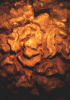 Stalactites