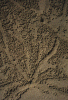 Crabtrails