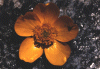 Blossoms
