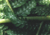 Farns